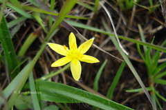 Hypoxis aurea